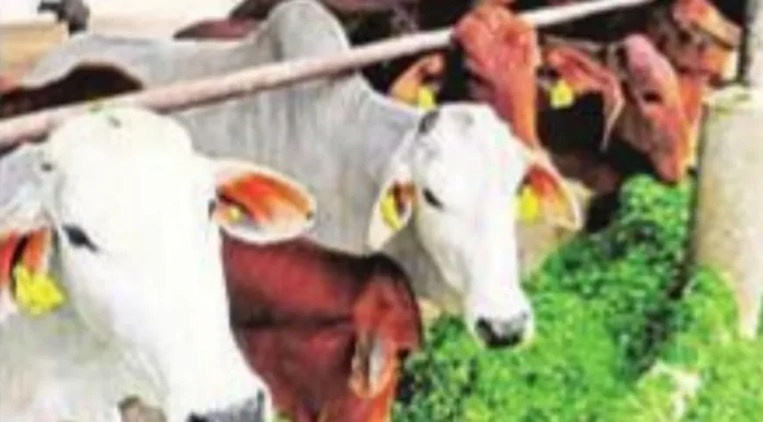 Cow Tourism: प्रदेश में काऊ टूरिज्म की संभावनाओं पर फोकस, सभी 75 जिलों में आदर्श गोशाला होगी स्थापित
